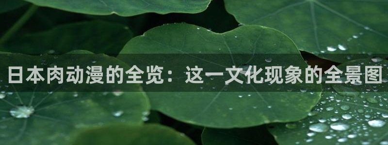 78动漫网站